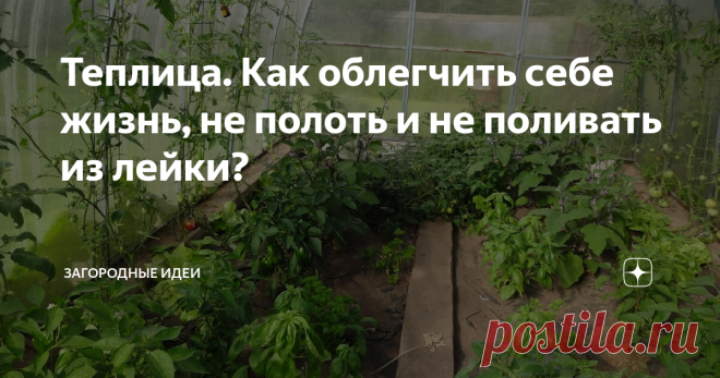 Теплица. Как облегчить себе жизнь, не полоть и не поливать из лейки? Использование чёрного спанбонда, как мульчирующего материала, идея далеко не новая. Но почему-то многие ещё с ним не подружились. К слову, я тоже люблю его не везде. Но для теплицы это просто спасение!
У меня трое детей, муж, дом, сад, огород, саженецы, курочки,