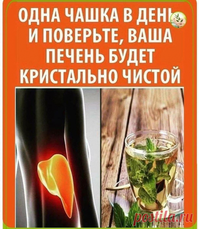 1 чашка в день и ваша печень будет кристальная! | Секреты Долголетия | Яндекс Дзен