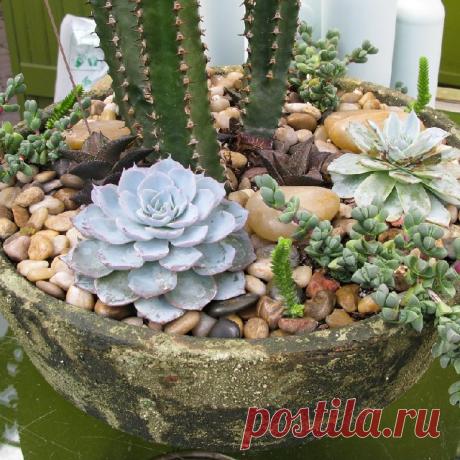 Суккуленты в домашних условиях — FloweryVale.ru
