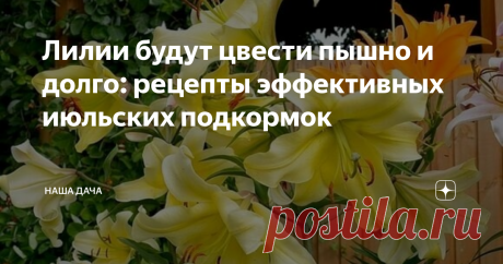 Лилии будут цвести пышно и долго: рецепты эффективных июльских подкормок Совсем скоро зацветут экзотические красавицы-лилии: сейчас - самое время подкормить цветы, чтобы этот прекрасный период растянулся на продолжительное время. При грамотно внесенной подкормке лилии будут долгое время радовать своих хозяев  крупными и  яркими соцветиями.
