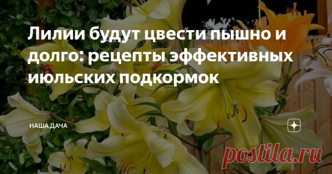 Лилии будут цвести пышно и долго: рецепты эффективных июльских подкормок Совсем скоро зацветут экзотические красавицы-лилии: сейчас - самое время подкормить цветы, чтобы этот прекрасный период растянулся на продолжительное время. При грамотно внесенной подкормке лилии будут долгое время радовать своих хозяев  крупными и  яркими соцветиями.