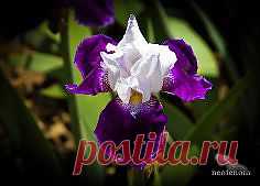 ирисы фотографии - 173 тыс. картинок. Поиск@Mail.Ru