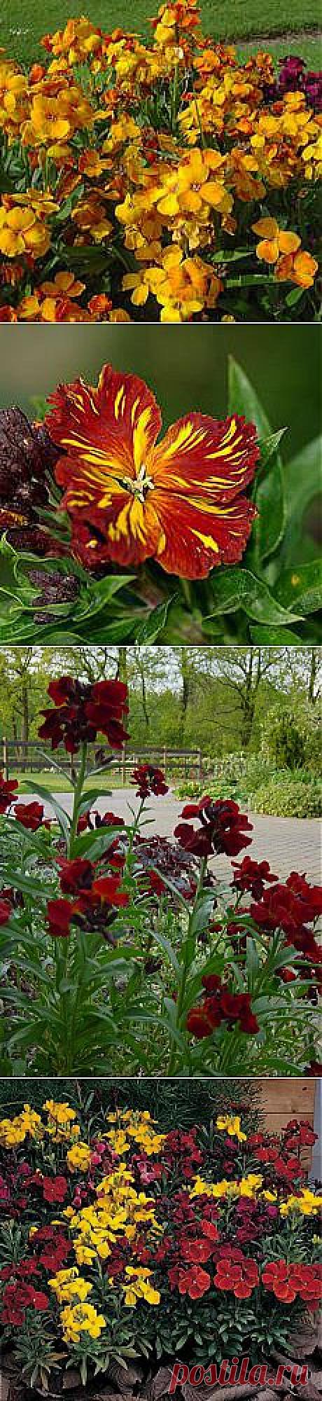 (+1) тема - Лакфиоль | ОГОРОД БЕЗ ХЛОПОТ