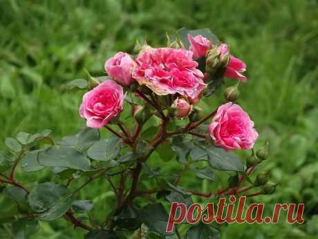 розы