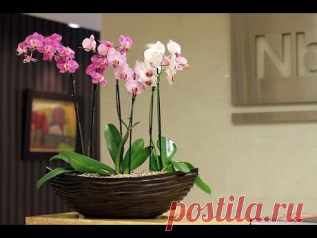 5 лучших РОЗОВЫХ ОРХИДЕЙ | Какие ОРХИДЕИ цветут розовыми цветками, фото и описание