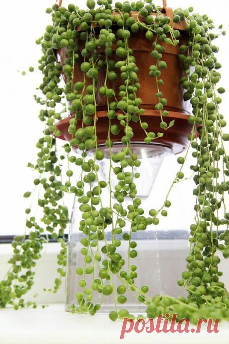 КРЕСТОВНИК, ИЛИ СЕНЕЦИО Крестовник - это симпатичное и неприхотливое комнатное растение, удобное для тех, кто часто отсутствует дома и не может регулярно заботиться о цветах. Он легко переносит засуху, не требователен к влаж…