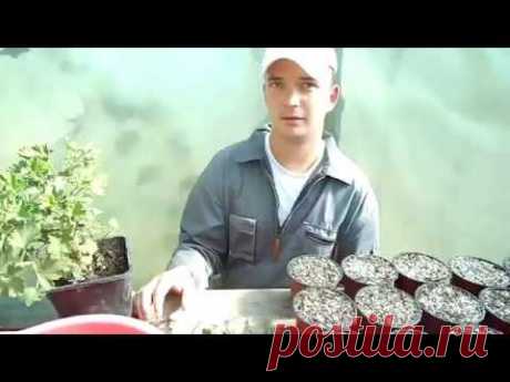 КОРОЛЕВСКАЯ ПЕЛАРГОНИЯ(ГЕРАНЬ). РАЗМНОЖЕНИЕ ЧЕРЕНКОВАНИЕМ.