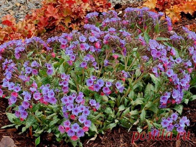 Многолетний садовый цветок Медуница (Pulmonaria). Многолетнее корневищное травянистое растение высотой до 50 см. Листья ланцетные, соцветие - завиток с красно-фиолетовыми цветками. Замечательное почвопокровное растение для тенистых мест. Хороший медонос и лекарственное растение. Цветет в конце весны.