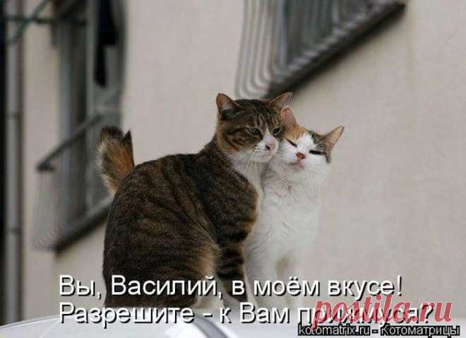 Котоматрица
