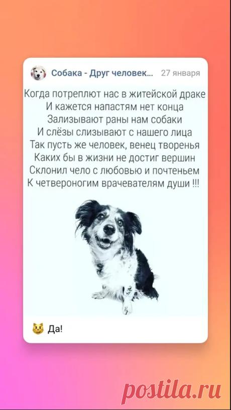 Шарик - РЖАКА - медиаплатформа МирТесен
