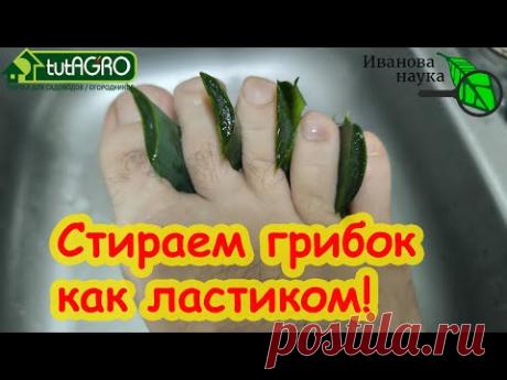 ГРИБОК СЛЕТАЕТ С НОГТЕЙ СРАЗУ! Домашний способ избавления. Грибок на ногах. Зелёная болтушка.