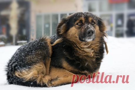 Пушистики на улице – как помочь животным в холодное время года?. Фото — Ботаничка