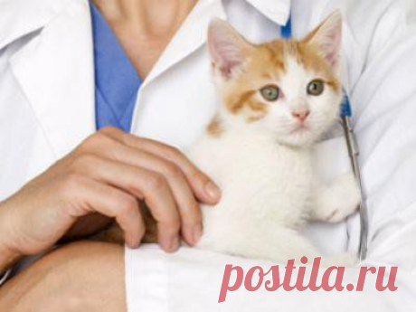 Обязательные ветеринарные процедуры для котят (1-й год жизни) | Статьи | Animal.ru
