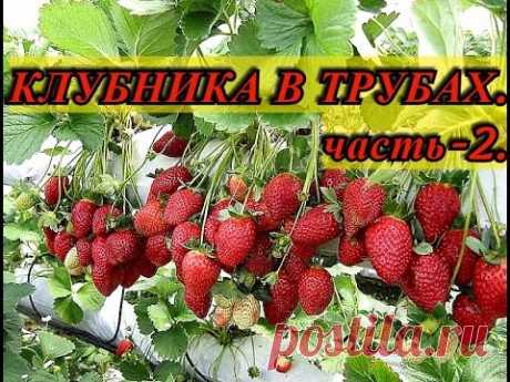 Клубника. Клубника в трубах. (часть-2). ЗИМОВКА. Выращивание клубники.