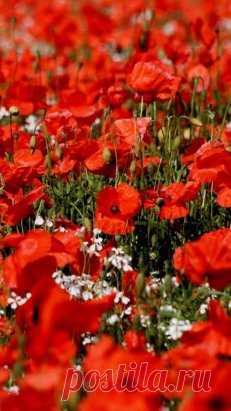 Мак - это магический цветок-загадка, который символизирует как красоту жизни, так и ужас смерти. Алая звезда, которая распустилась в мире для разделения добра и зла. В народе говорят, что дорога жизни выложена зернышками мака. И каждый человек проходя по ней, сам выбирает — в рай или в ад она его приведет. Считалось, что цветы маки принадлежат самому богу сна Гипносу.