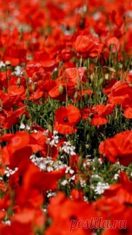 Мак - это магический цветок-загадка, который символизирует как красоту жизни, так и ужас смерти. Алая звезда, которая распустилась в мире для разделения добра и зла. В народе говорят, что дорога жизни выложена зернышками мака. И каждый человек проходя по ней, сам выбирает — в рай или в ад она его приведет. Считалось, что цветы маки принадлежат самому богу сна Гипносу.