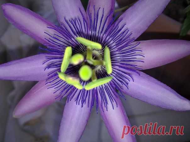 пассифлора