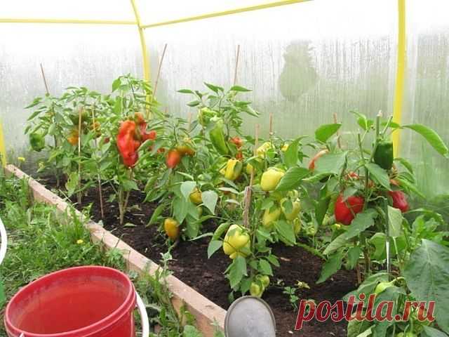 10 ПРИЧИН ПОЧЕМУ ПЕРЕЦ НЕ ДАЕТ БУТОНОВ