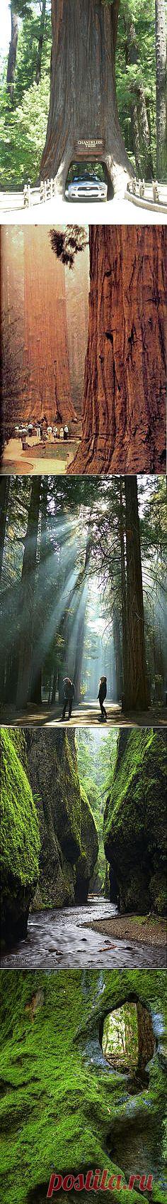 Enjoy Roadside Attractions along California's Redwood ... | yes please