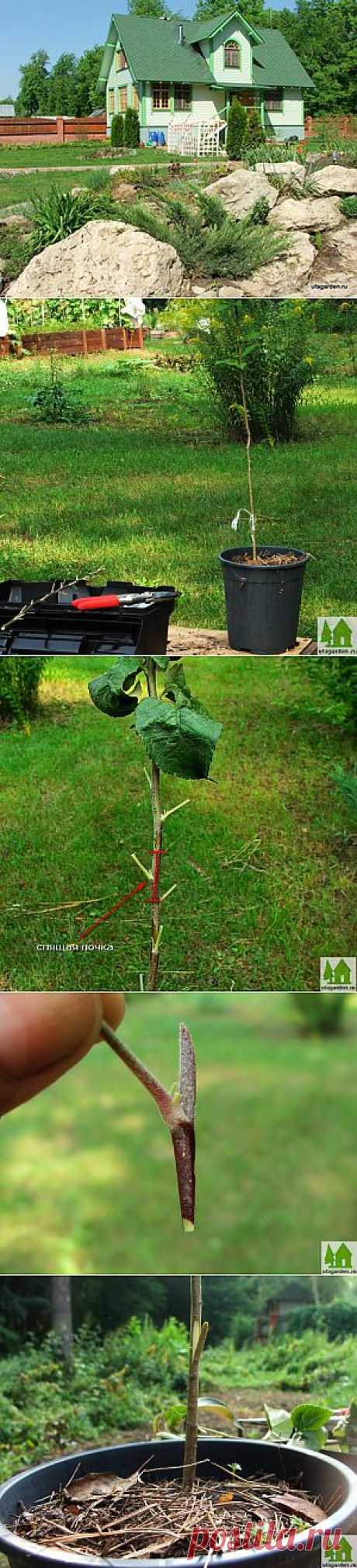 Окулировка яблони | Дачная жизнь - сад, огород, дача