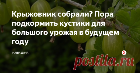 Крыжовник собрали? Пора подкормить кустики для большого урожая в будущем году Если вы уже тоже собрали крыжовник, то пора вам его отблагодарить, и кустики непременно вам скажут в ответ «спасибо» большим урожаем на будущий год.  Уход за крыжовником, в принципе, ничем не отличается от ухода за другими ягодными кустарниками. После того, как вы собрали ягоды, не поленитесь и сделайте «генеральную уборку» в зарослях кустарника. Она включает в себя шесть простых этапа
