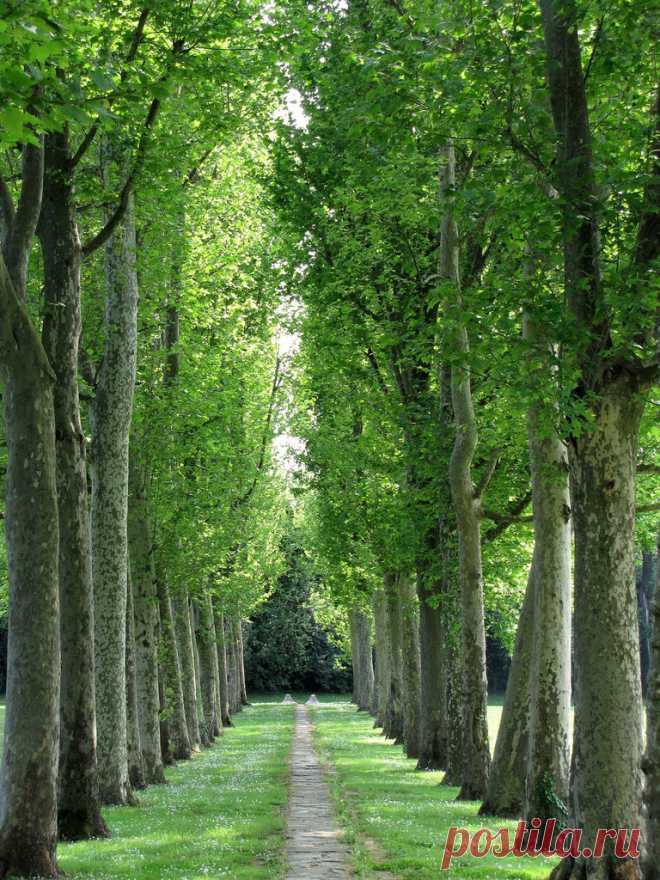 Wander the wood