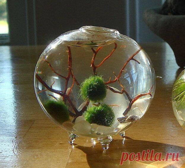 Миниатюрный аквариум как элемент декора ~ Planetalsad