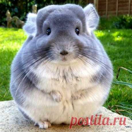 20 фотографий милых зверят и свирепых хищников