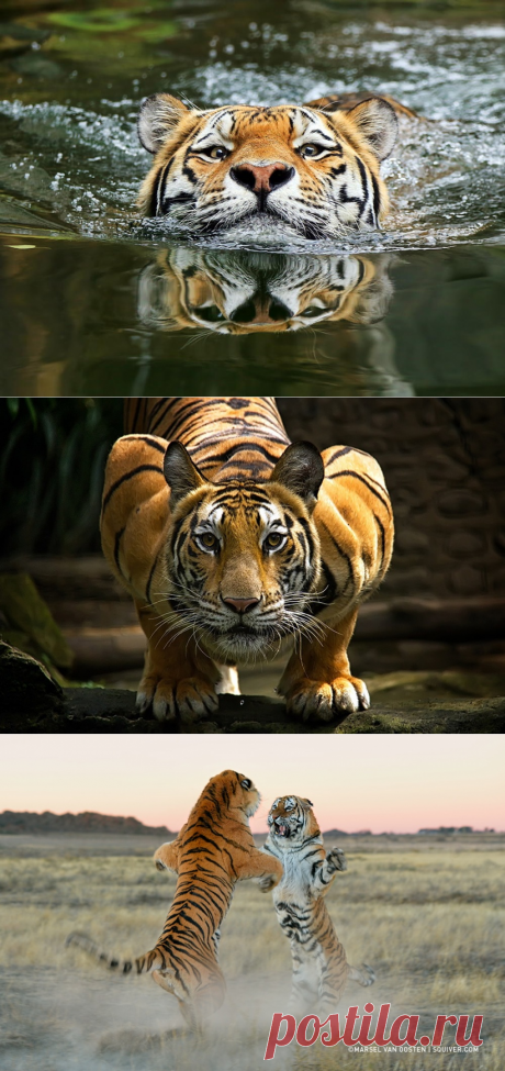 Тигры и их дикий животный магнетизм в 20 фотографиях