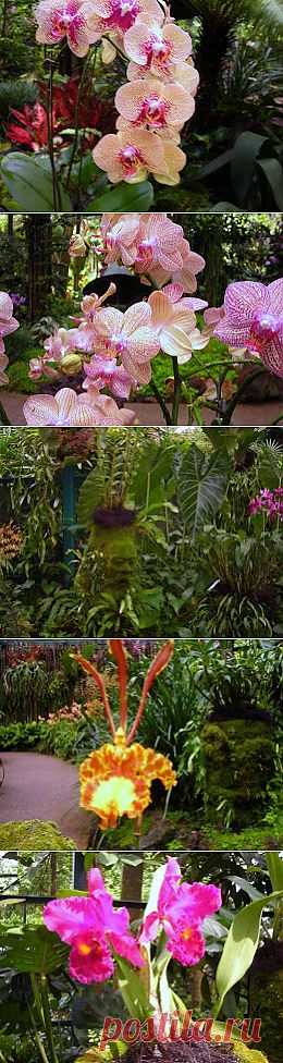 Сингапур Orchid Garden