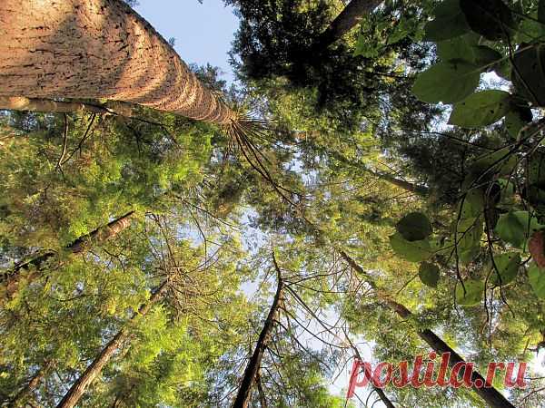 Under The Tree  Free Stock Photo HD - Public Domain Pictures
