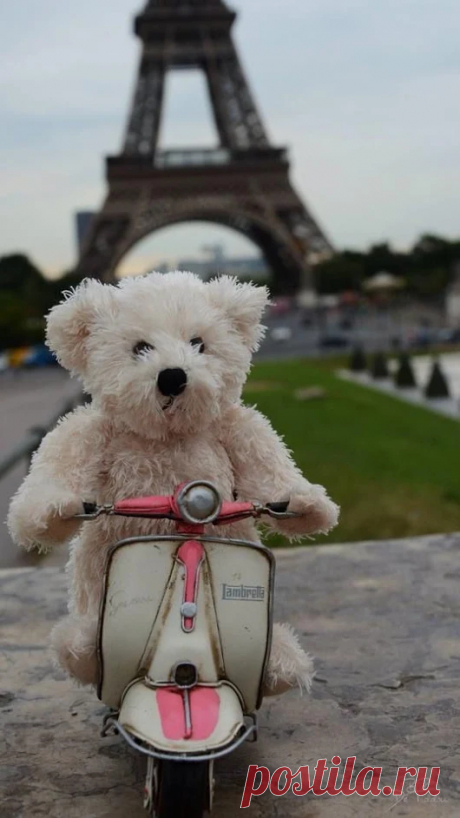 Мишка косолапый / cute bear – Google+