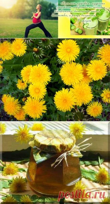 Лекарственные свойства одуванчика