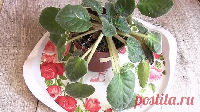 ХИТРЫЙ ТРЮК, если не ЦВЕТЕТ фиалка!