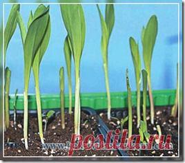 Компостный чай - как приготовить и как применять | Своими руками - Как сделать самому