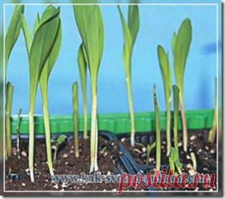 Компостный чай - как приготовить и как применять | Своими руками - Как сделать самому