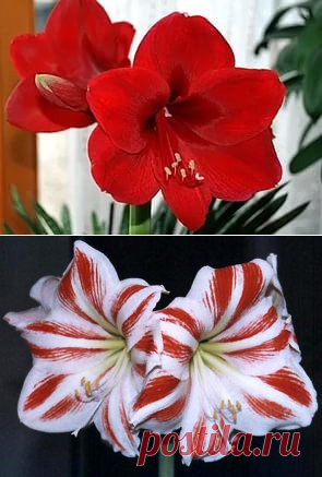 (99) Одноклассники