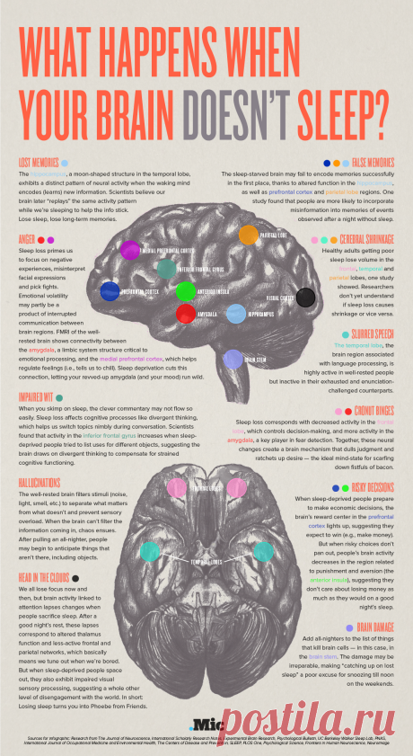 brain-diagram.png (1100×2011)