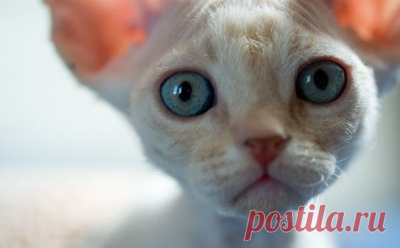 Фотографии от пользователя peter_hasselbom на flickr
 · · · Still more kittens from Liza's and Vicky's litters. Nine kittens in all, raised together by their two moms. Now at six weeks of age. This is one of the five boys.
