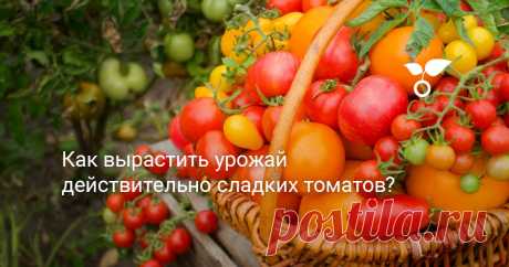 Как вырастить урожай действительно сладких томатов? Примерно 70% надписей на пакетиках обещают нам сладкие плоды томатов. А вот результат соответствует заявленному до обидного редко. Что нужно томатам, чтобы раскрыть потенциал, и чем мы им можем помочь.