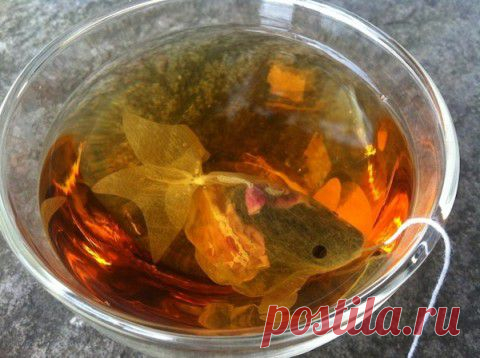 Золотая рыбка в чашке