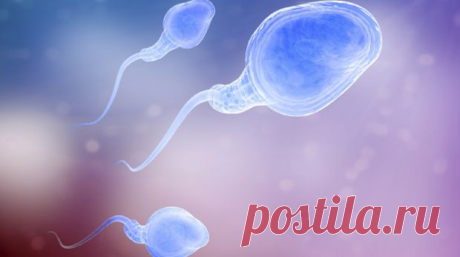 Father's diet affects RNA of his sperm: study | Deccan Chronicle