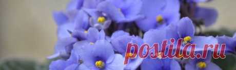 Ошибки в выращивании фиалок