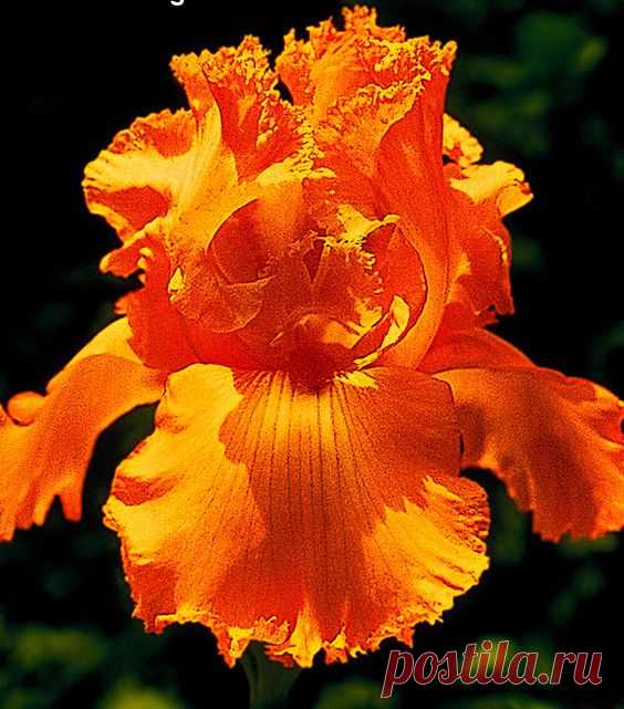 Bearded Iris Collection - 5 Varieties  |  Plants from Bakker Spalding Garden Company  
spaldingbulb.co.uk из spaldingbulb.co.uk  |  Pinterest • Всемирный каталог идей