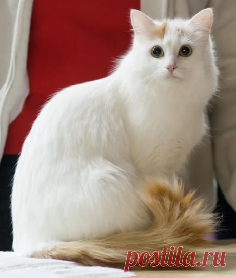 TurkishVanCat2.jpg (Изображение JPEG, 1127 × 1330 пикселов) - Масштабированное (50%)