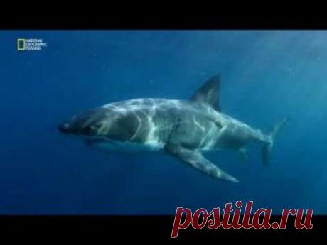 Супер хищники океана