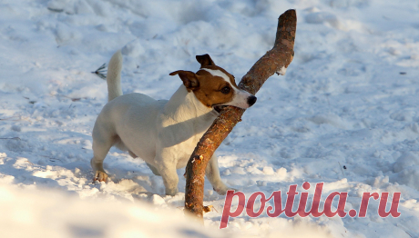 Пес-трудяга