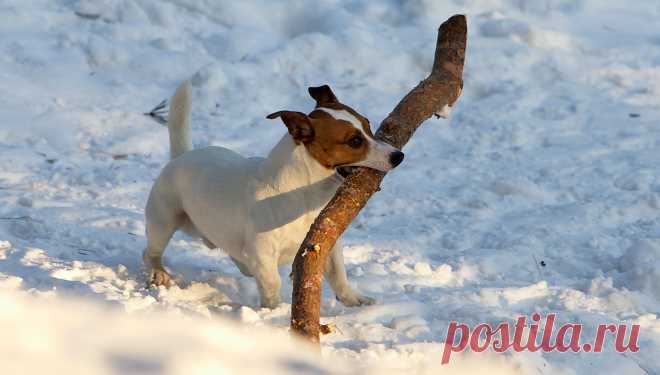 Пес-трудяга