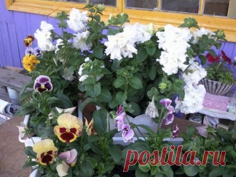 комнатные,садовые растения | Записи в рубрике комнатные,садовые растения | Вдохновлялочка Марриэтты