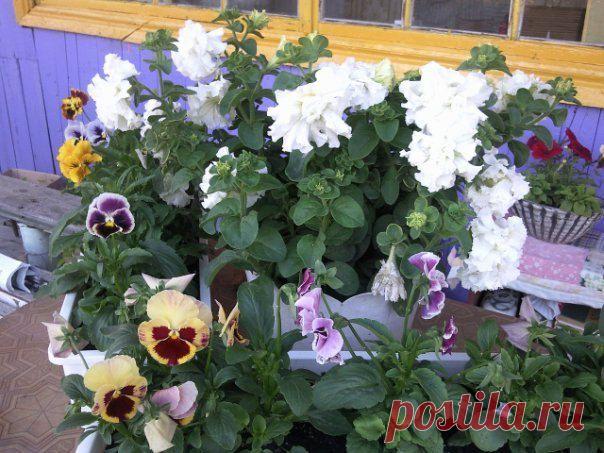 комнатные,садовые растения | Записи в рубрике комнатные,садовые растения | Вдохновлялочка Марриэтты